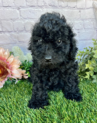 Daisy F1B