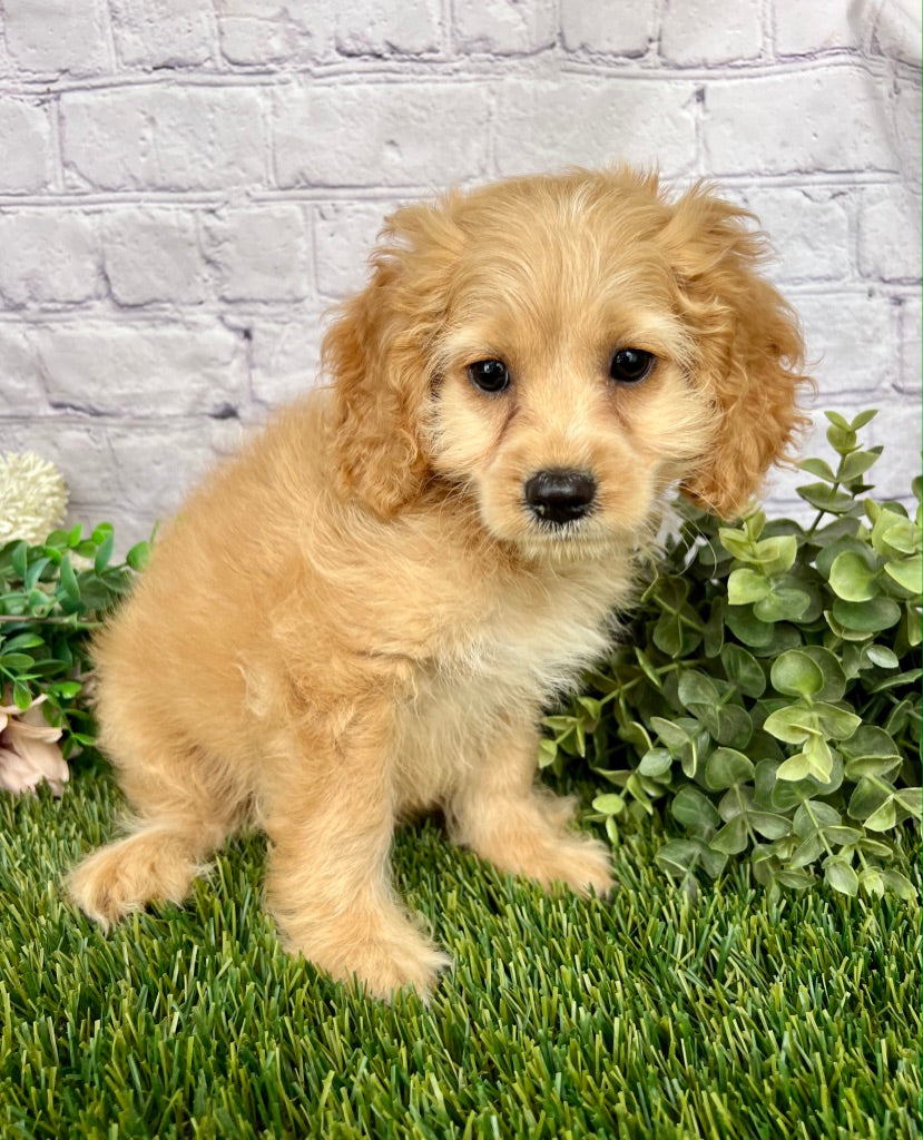 Nellie