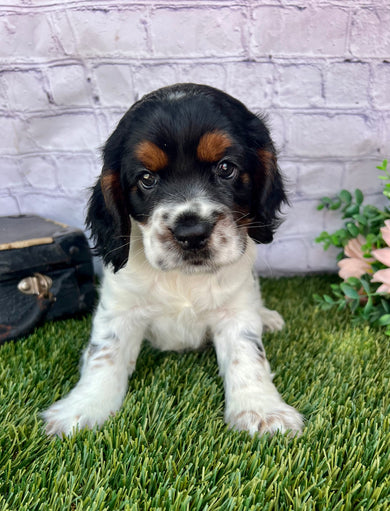 Benji