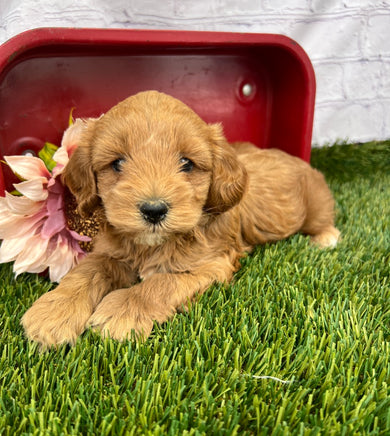 Ruby F1B