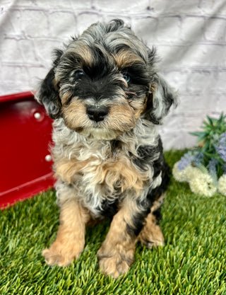 Milo F1B