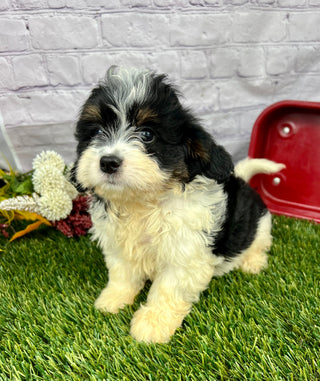 Penny (Munchkin)