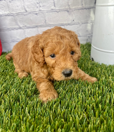 Stella