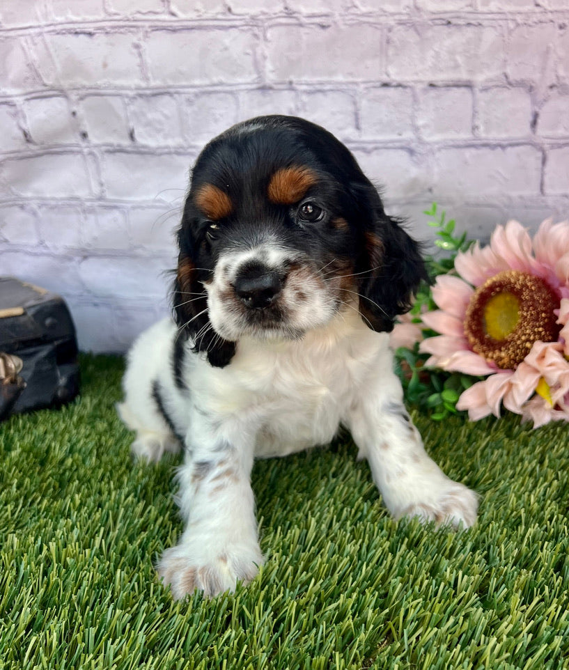 Benji