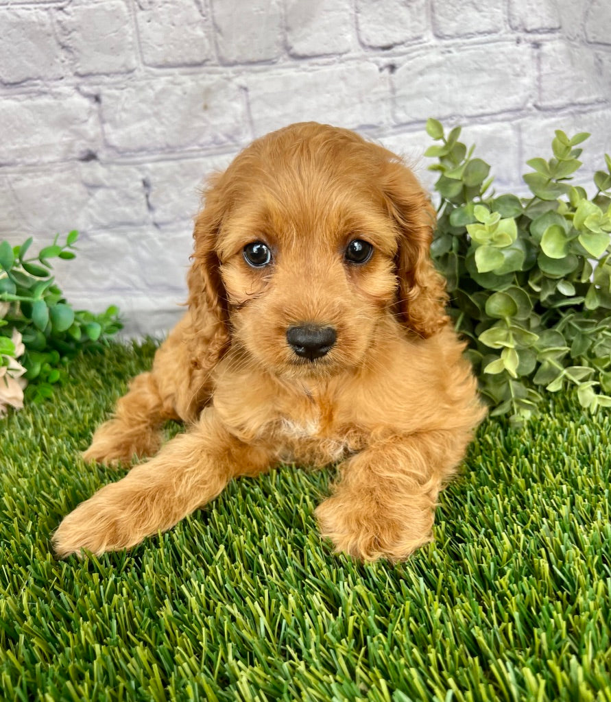 Nyla