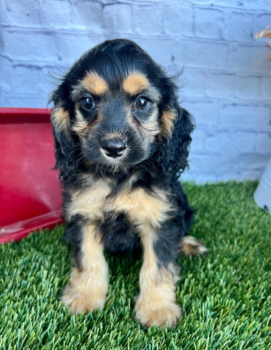 Gus