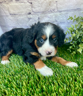 Perry (Munchkin)