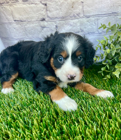 Perry (Munchkin)