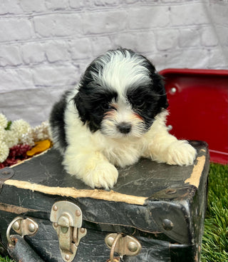 Walker