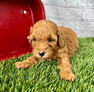 Gus