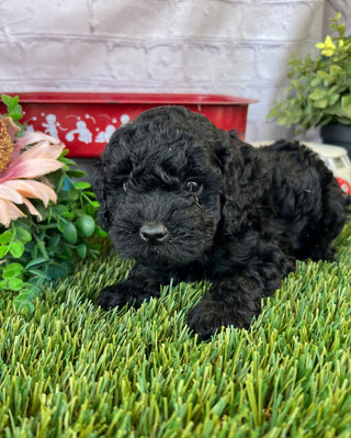 Daisy F1B