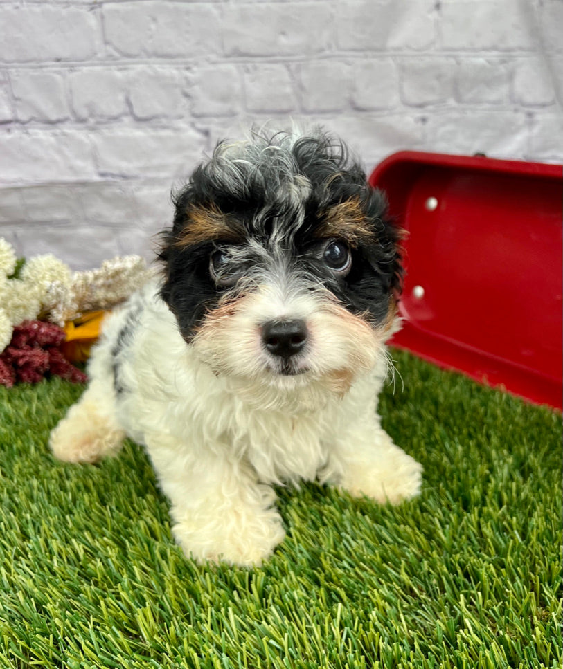 Hank