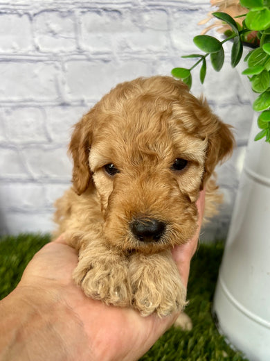 Scout