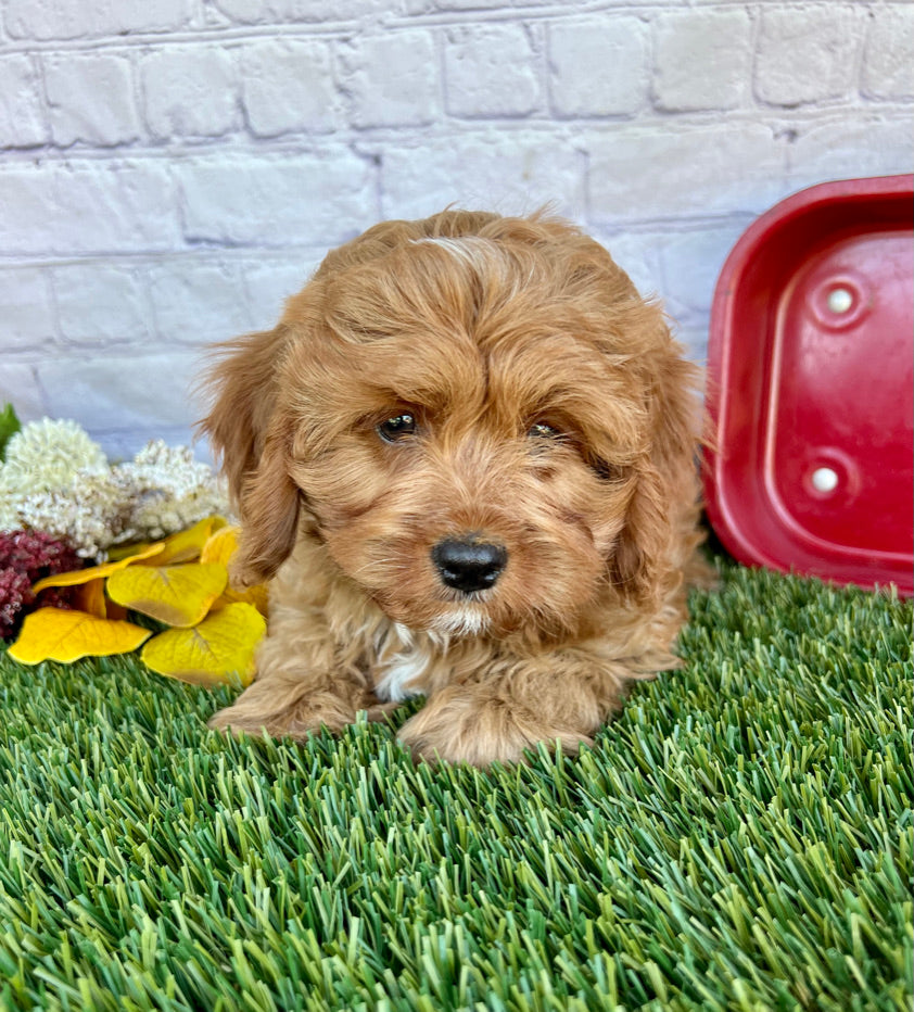 Finn