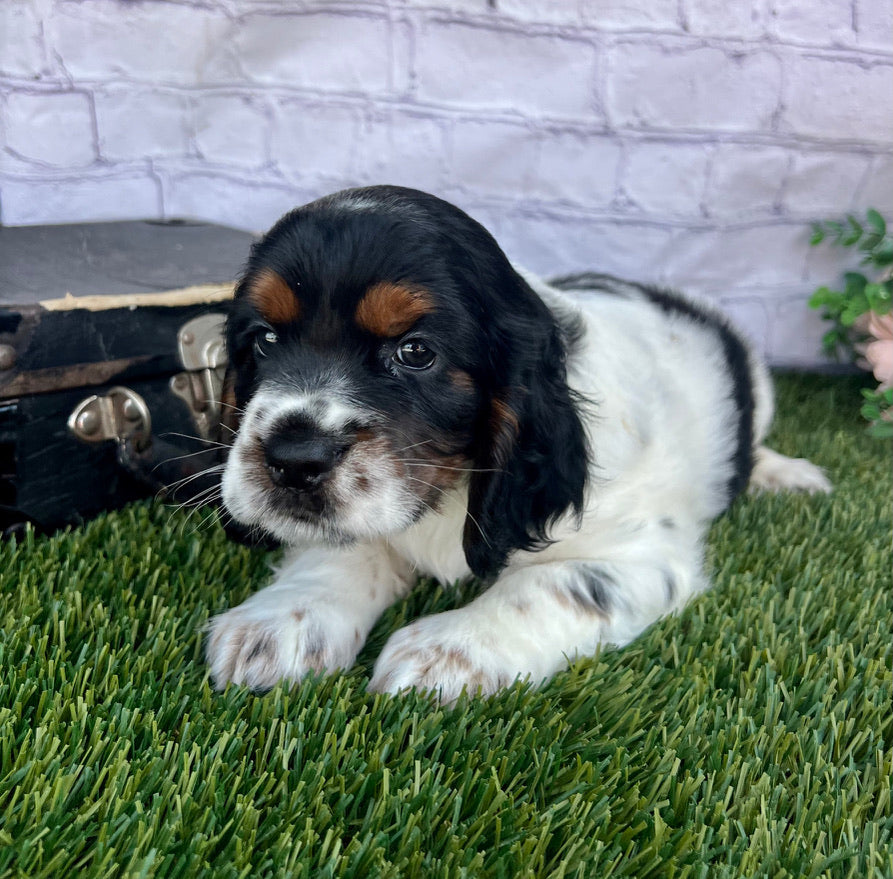 Benji