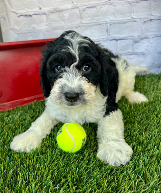 Alfie F1B