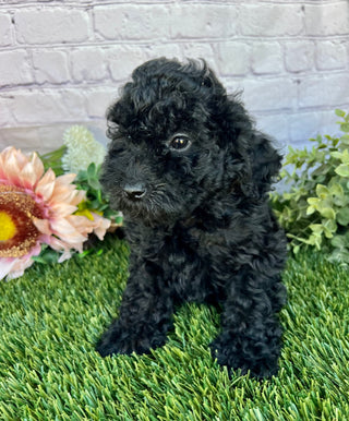 Daisy F1B