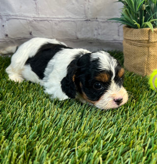 Hank