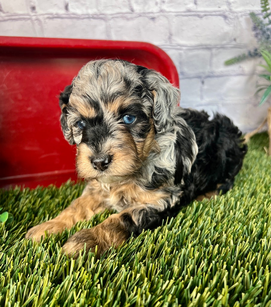 Milo F1B