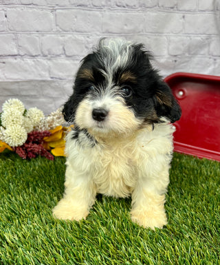 Penny (Munchkin)