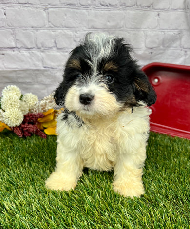 Penny (Munchkin)
