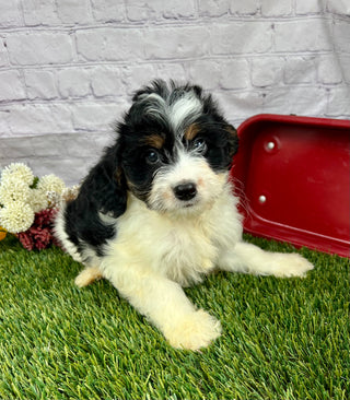 Parker (Munchkin)