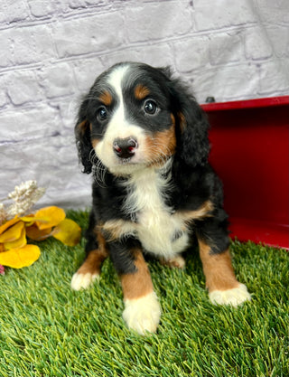 Perry (Munchkin)