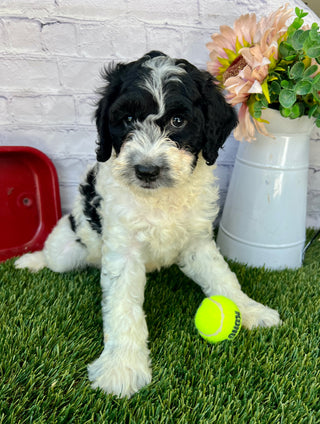 Alfie F1B