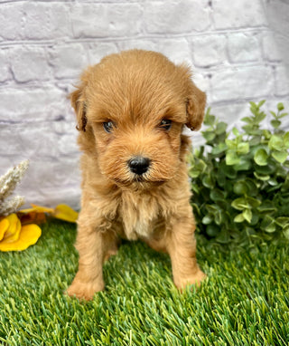 Oscar F1B