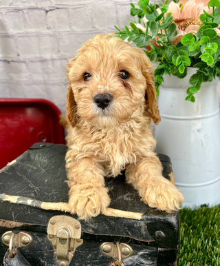 Remington