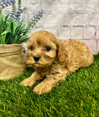 Bella F1B
