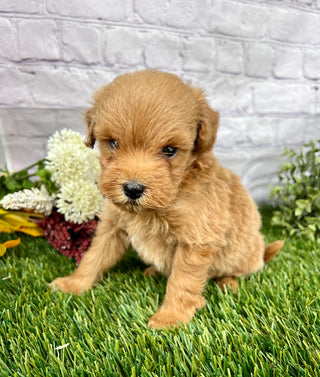 Oscar F1B