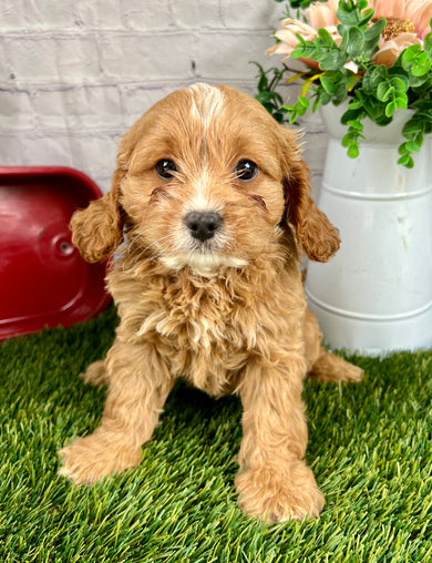 Ella