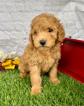 Ginger F1B