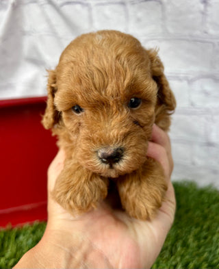 Gus
