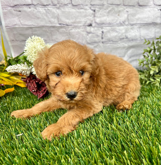 Oliver F1B