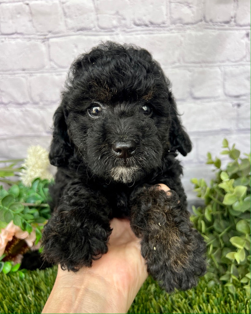 Jaxson F1B