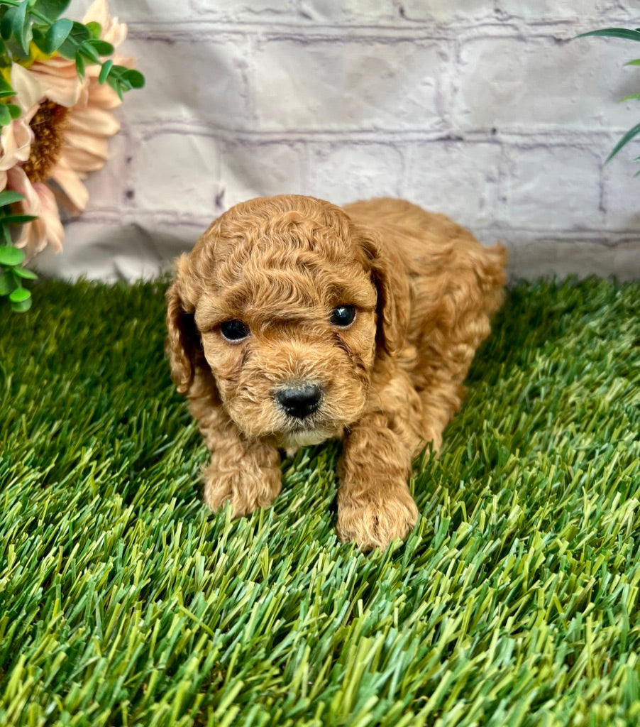 Bodie F1B
