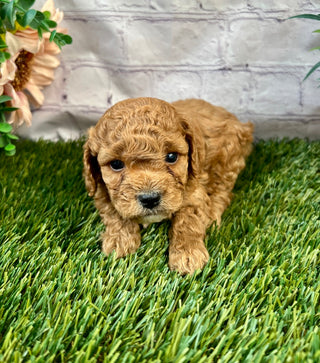 Bodie F1B
