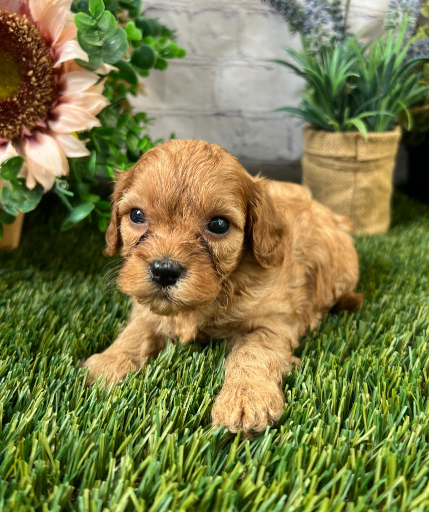 Bella F1B