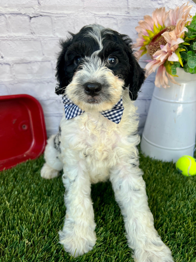Alfie F1B