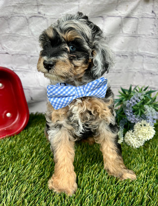 Milo F1B