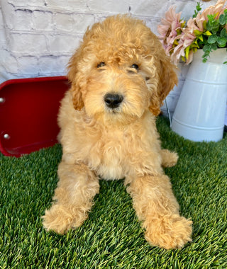 Sammy