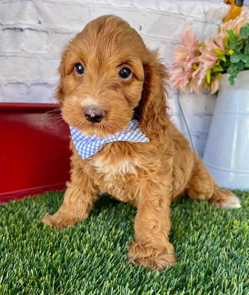 Xavier