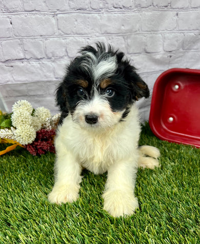 Parker (Munchkin)