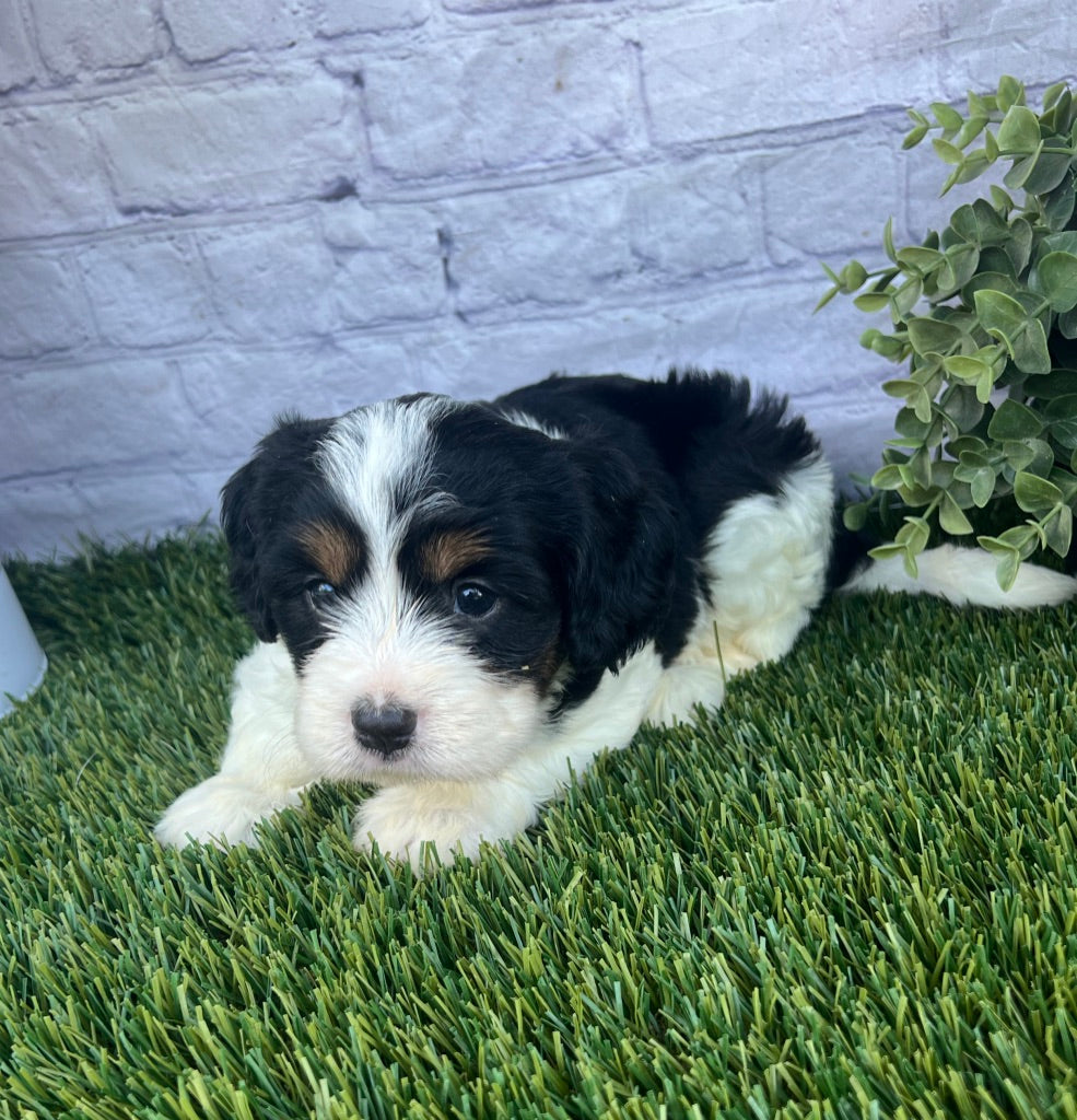 Paris (Munchkin)