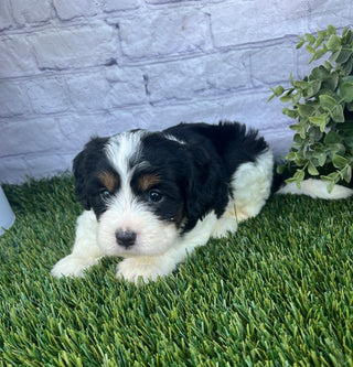 Paris (Munchkin)