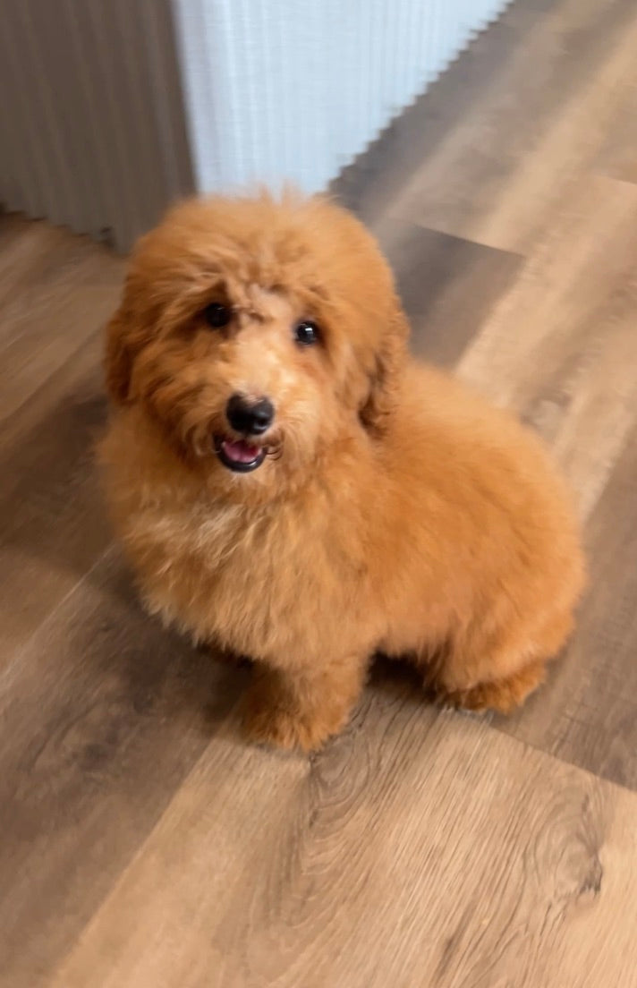 Gus