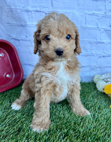 Bentley