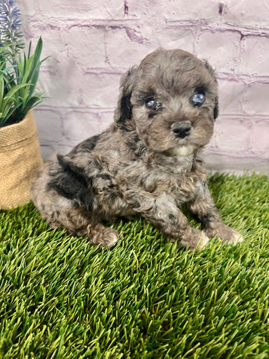 Ivy